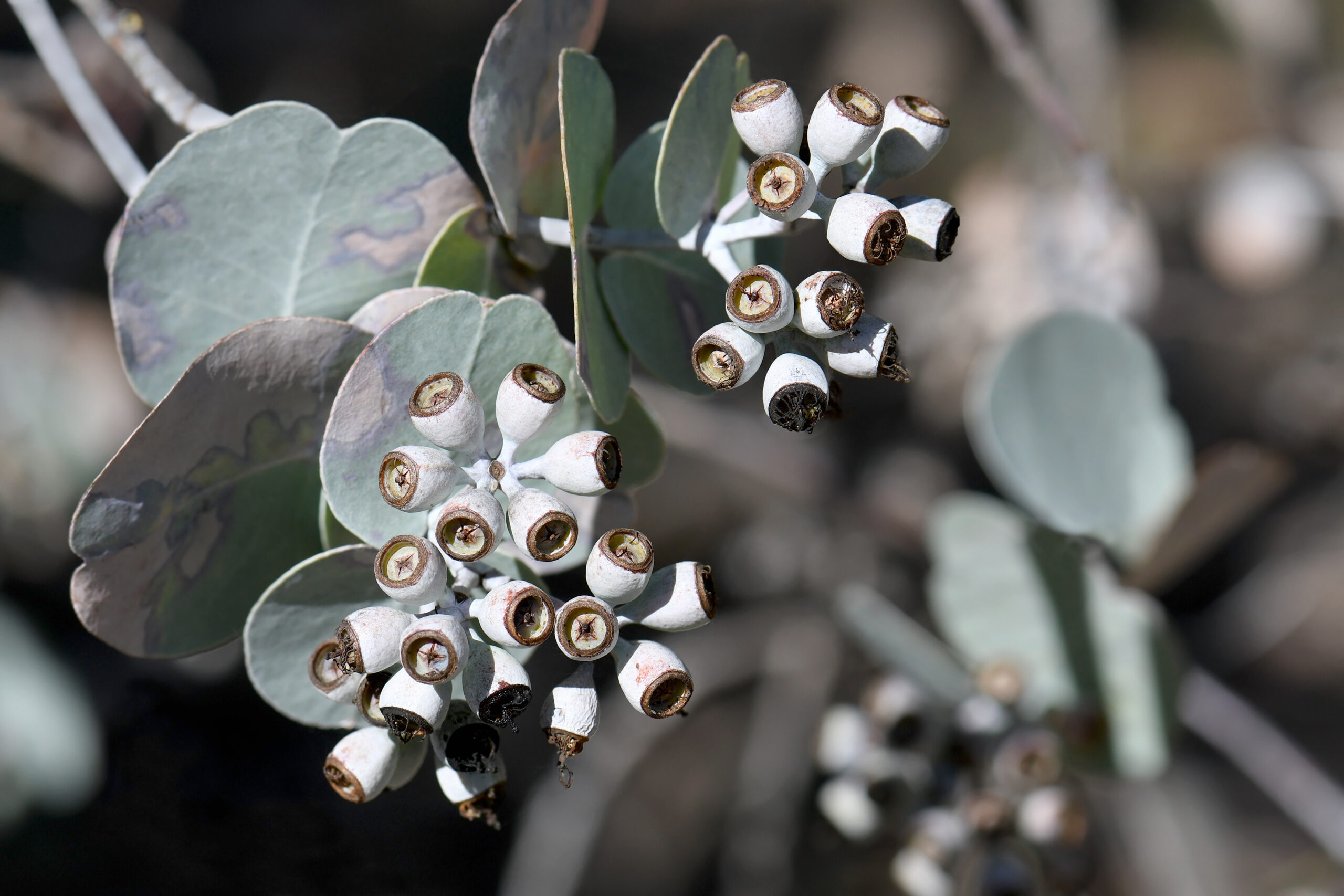Silver gum nuts and blue green foliage of the Australian native small gum tree Shirley’s Silver-leafed Ironbark, Eucalyptus shirleyi, family Myrtaceae. Endemic to woodland and forest of north Queensland. Tree has weeping habit with rough, deeply fissured bark.