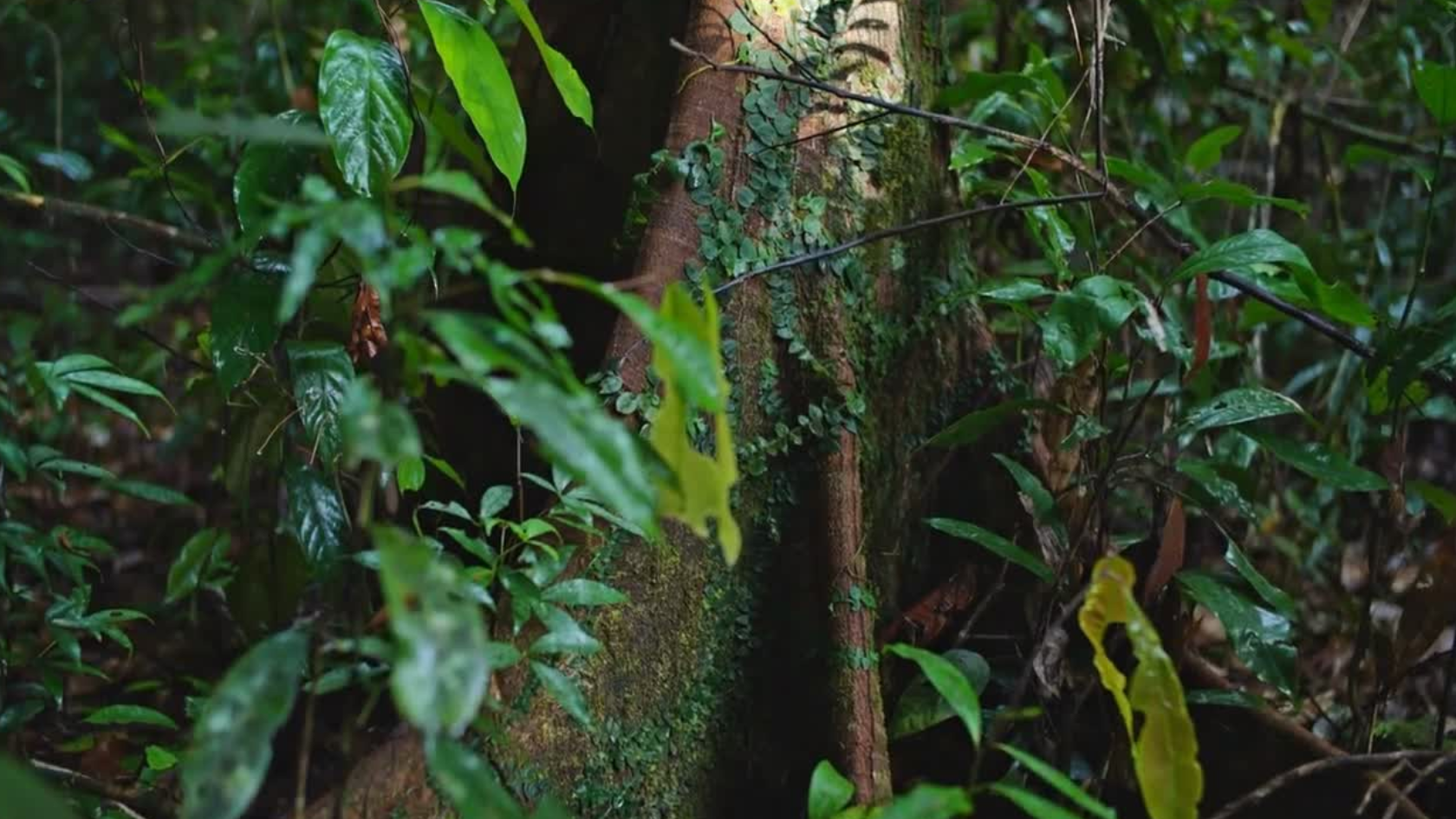 Daintree Rainforest near ever Bloomfield