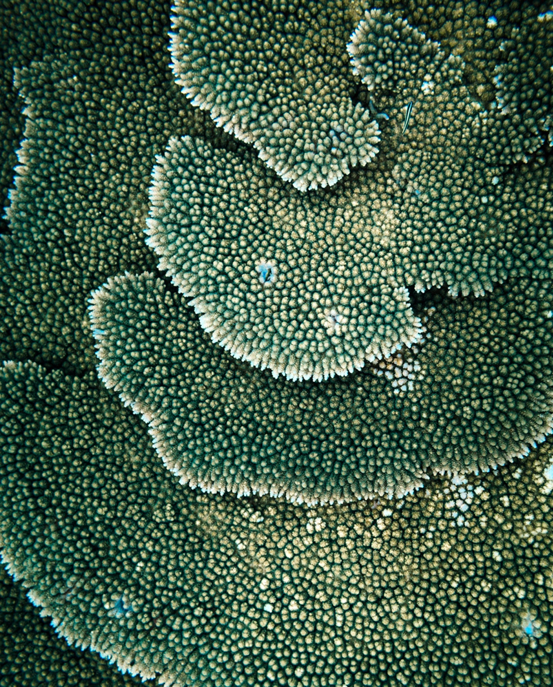 Layers of colored tropical reef plate coral
