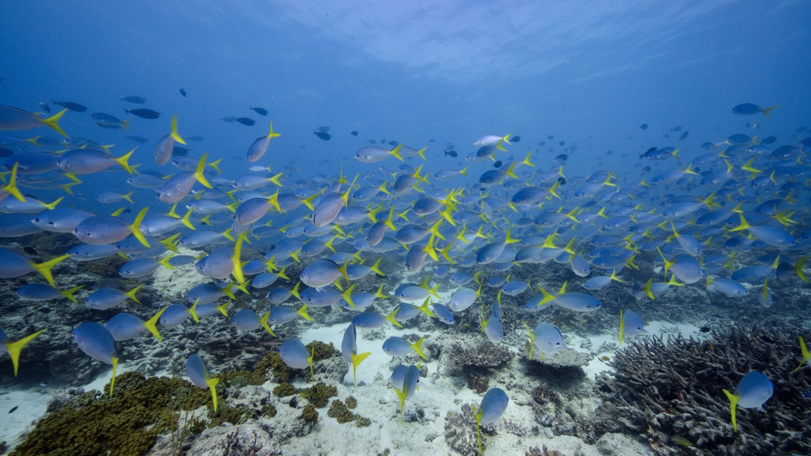 Great Barrier Reef - Schools of Fish