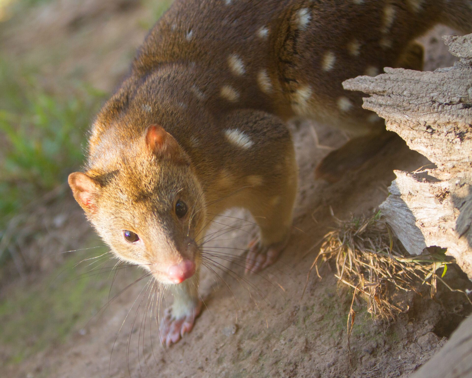 Close up image of a quoll. Australia.